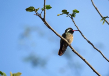 Xantu's Humminbird-Male